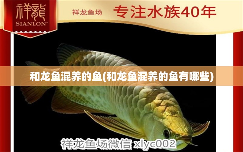 和龍魚混養(yǎng)的魚(和龍魚混養(yǎng)的魚有哪些) 泰龐海鰱魚 第1張