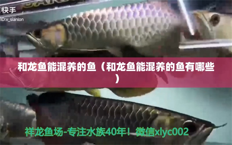 和龍魚能混養(yǎng)的魚（和龍魚能混養(yǎng)的魚有哪些） 廣州龍魚批發(fā)市場