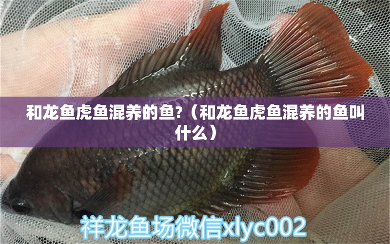 和龍魚虎魚混養(yǎng)的魚?（和龍魚虎魚混養(yǎng)的魚叫什么） 虎魚百科