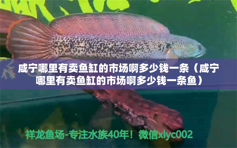 咸寧哪里有賣魚缸的市場啊多少錢一條（咸寧哪里有賣魚缸的市場啊多少錢一條魚）