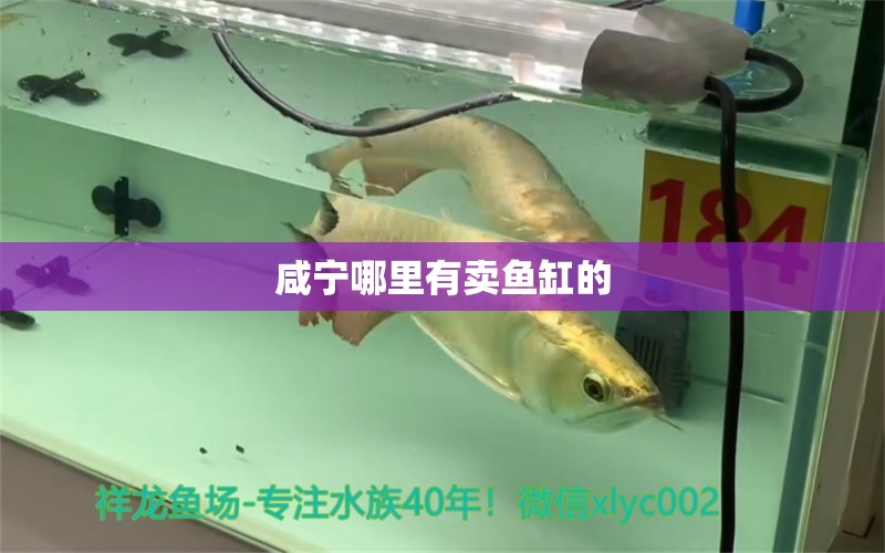 咸寧哪里有賣魚缸的