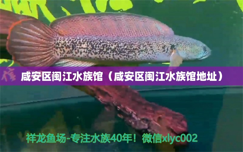 咸安區(qū)閩江水族館（咸安區(qū)閩江水族館地址） 全國水族館企業(yè)名錄