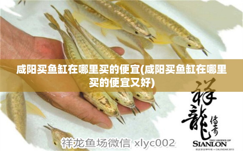 咸陽(yáng)買魚缸在哪里買的便宜(咸陽(yáng)買魚缸在哪里買的便宜又好) 黃金達(dá)摩魚