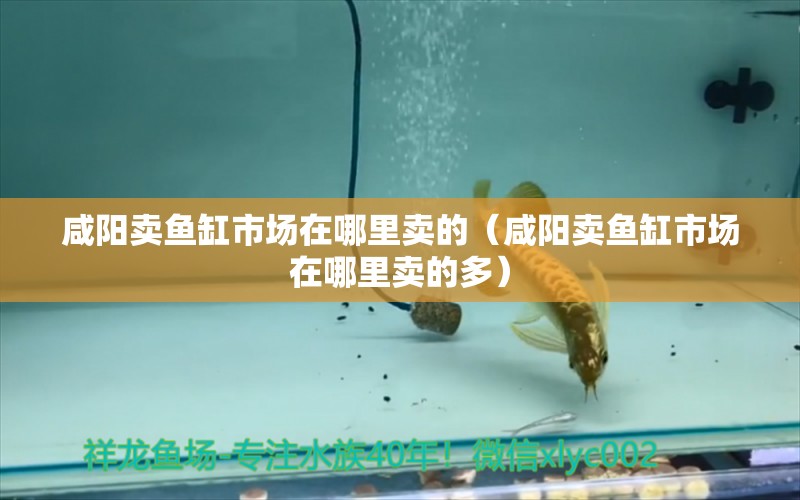 咸陽賣魚缸市場在哪里賣的（咸陽賣魚缸市場在哪里賣的多） 黑白雙星魚