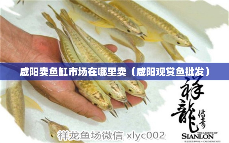 咸陽(yáng)賣魚(yú)缸市場(chǎng)在哪里賣（咸陽(yáng)觀賞魚(yú)批發(fā)）