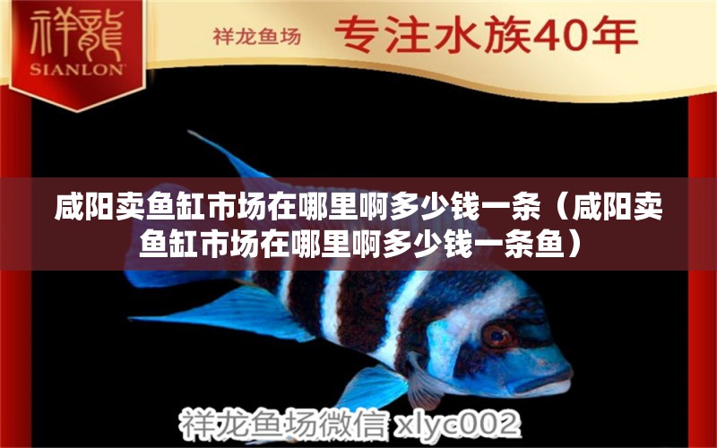 咸陽(yáng)賣魚(yú)缸市場(chǎng)在哪里啊多少錢一條（咸陽(yáng)賣魚(yú)缸市場(chǎng)在哪里啊多少錢一條魚(yú)） 豹紋夫魚(yú)苗