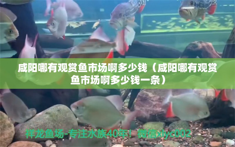 咸陽哪有觀賞魚市場啊多少錢（咸陽哪有觀賞魚市場啊多少錢一條）