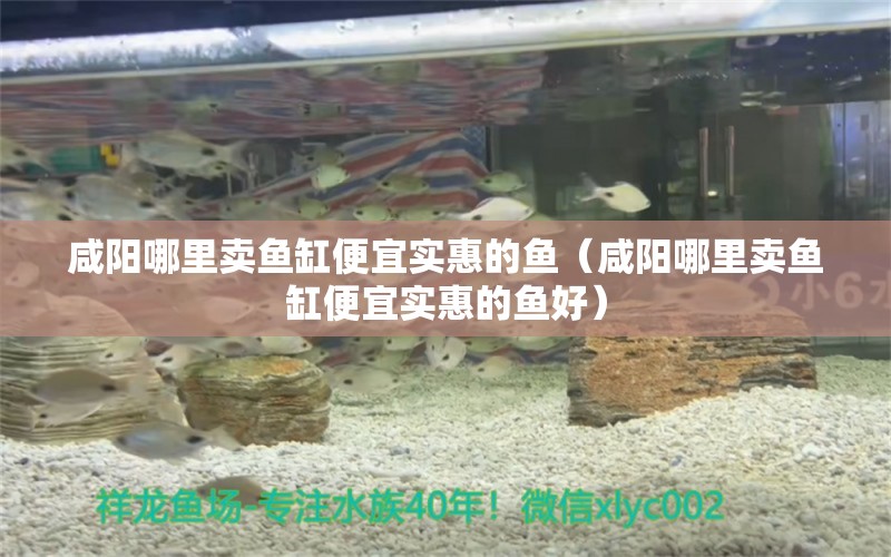 咸陽哪里賣魚缸便宜實惠的魚（咸陽哪里賣魚缸便宜實惠的魚好） 金老虎魚