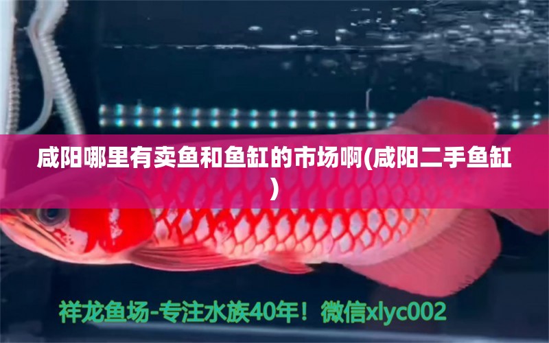 咸陽哪里有賣魚和魚缸的市場啊(咸陽二手魚缸) 野彩魚