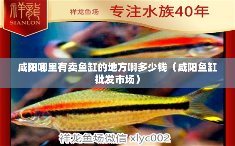 咸陽哪里有賣魚缸的地方啊多少錢（咸陽魚缸批發(fā)市場(chǎng)）