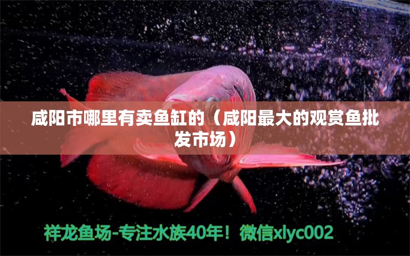 咸陽市哪里有賣魚缸的（咸陽最大的觀賞魚批發(fā)市場） 海水魚（海水魚批發(fā)）