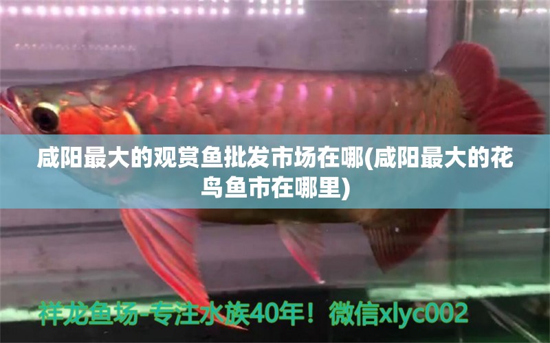 咸陽最大的觀賞魚批發(fā)市場在哪(咸陽最大的花鳥魚市在哪里) 觀賞魚批發(fā)