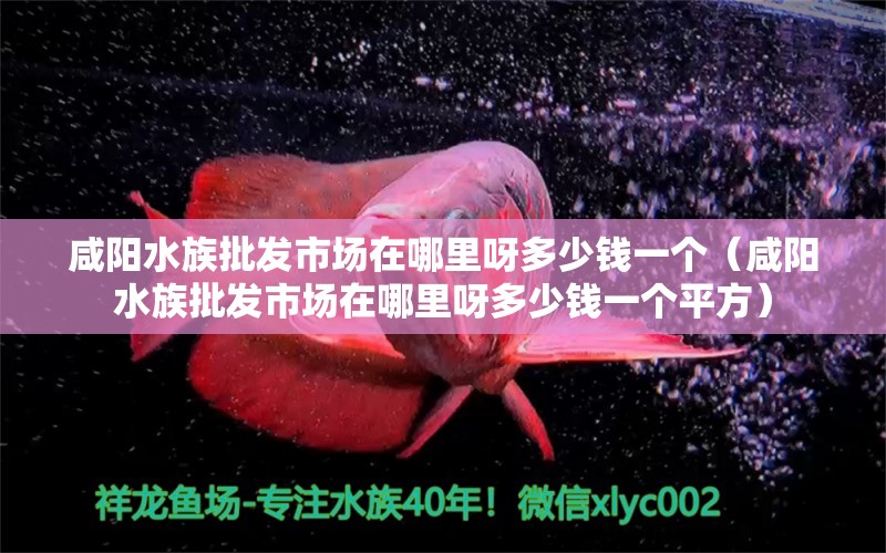 咸陽水族批發(fā)市場在哪里呀多少錢一個（咸陽水族批發(fā)市場在哪里呀多少錢一個平方） 觀賞魚水族批發(fā)市場