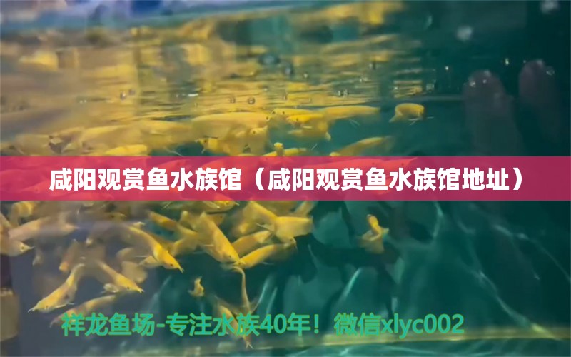 咸陽觀賞魚水族館（咸陽觀賞魚水族館地址） 量子養(yǎng)魚技術(shù)