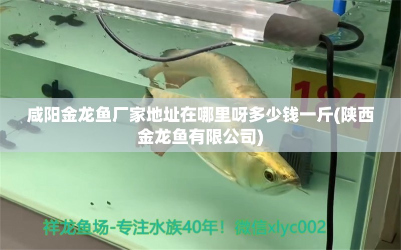 咸陽金龍魚廠家地址在哪里呀多少錢一斤(陜西金龍魚有限公司) 熊貓異形魚L46