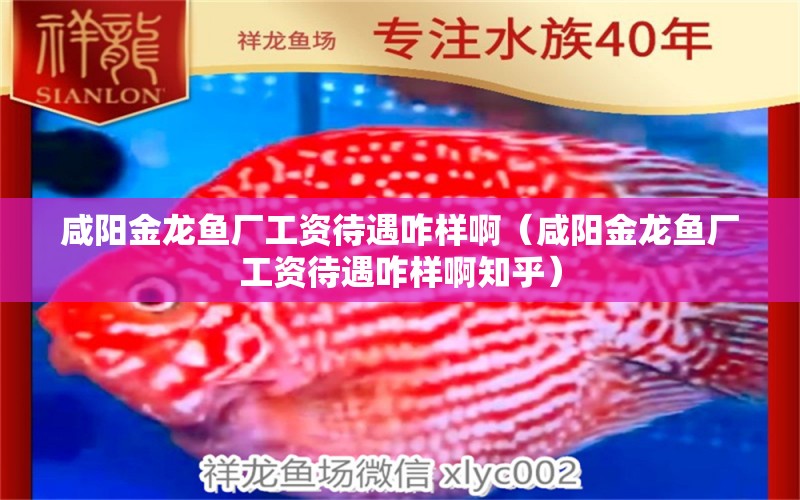 咸陽金龍魚廠工資待遇咋樣?。ㄏ剃柦瘕堲~廠工資待遇咋樣啊知乎）