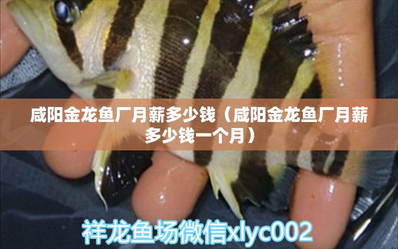 咸陽金龍魚廠月薪多少錢（咸陽金龍魚廠月薪多少錢一個(gè)月）