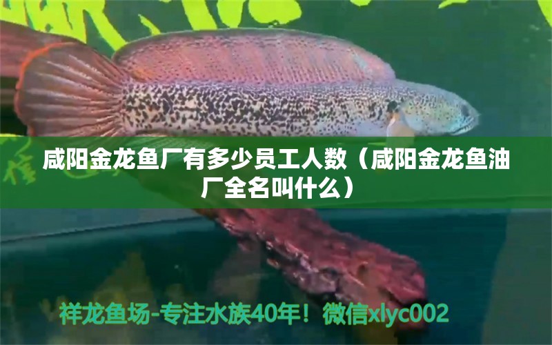 咸陽金龍魚廠有多少員工人數(shù)（咸陽金龍魚油廠全名叫什么）