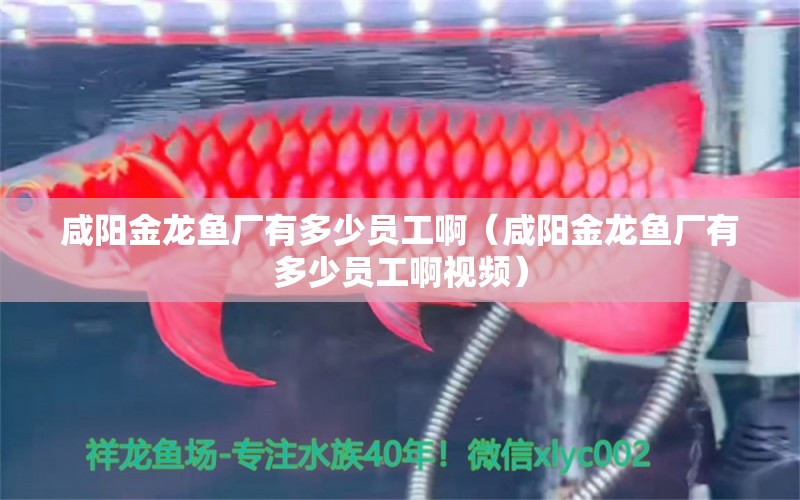 咸陽金龍魚廠有多少員工啊（咸陽金龍魚廠有多少員工啊視頻）