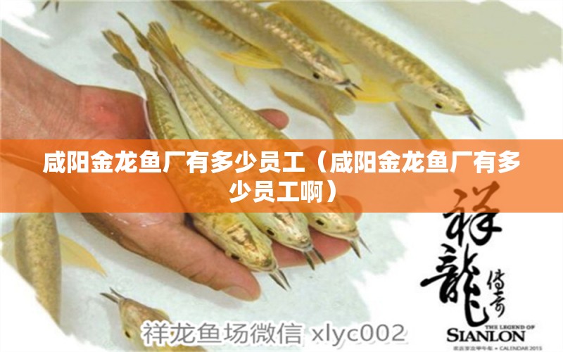 咸陽金龍魚廠有多少員工（咸陽金龍魚廠有多少員工?。?觀賞魚市場（混養(yǎng)魚）