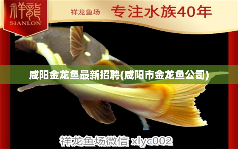 咸陽金龍魚最新招聘(咸陽市金龍魚公司)