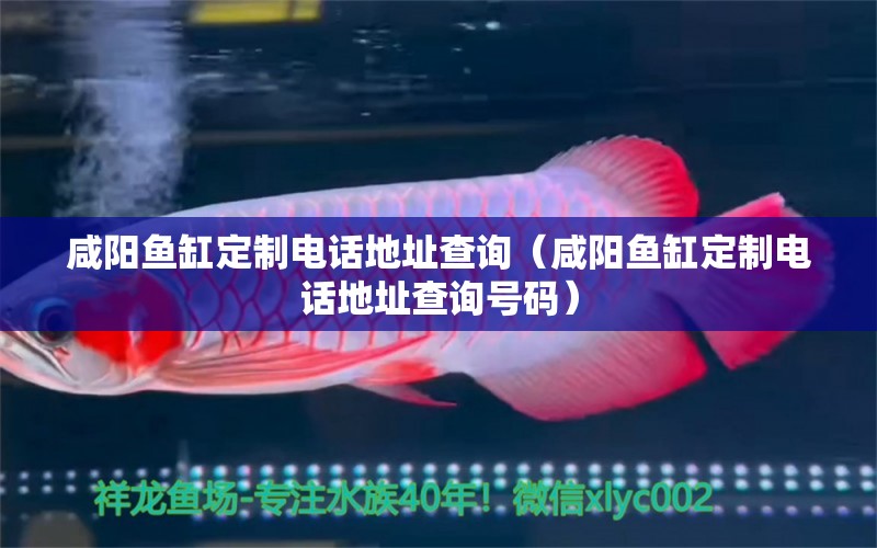 咸陽魚缸定制電話地址查詢（咸陽魚缸定制電話地址查詢號(hào)碼） 黃金斑馬魚