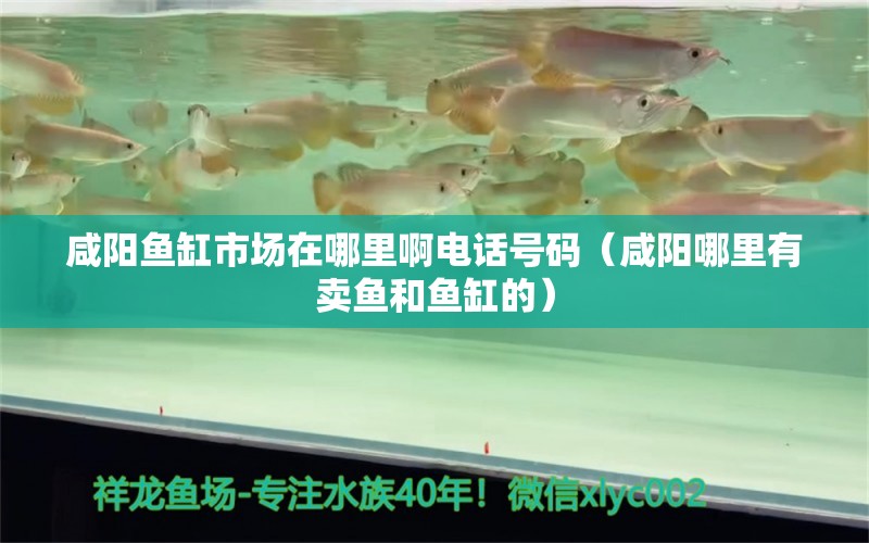 咸陽魚缸市場在哪里啊電話號碼（咸陽哪里有賣魚和魚缸的）