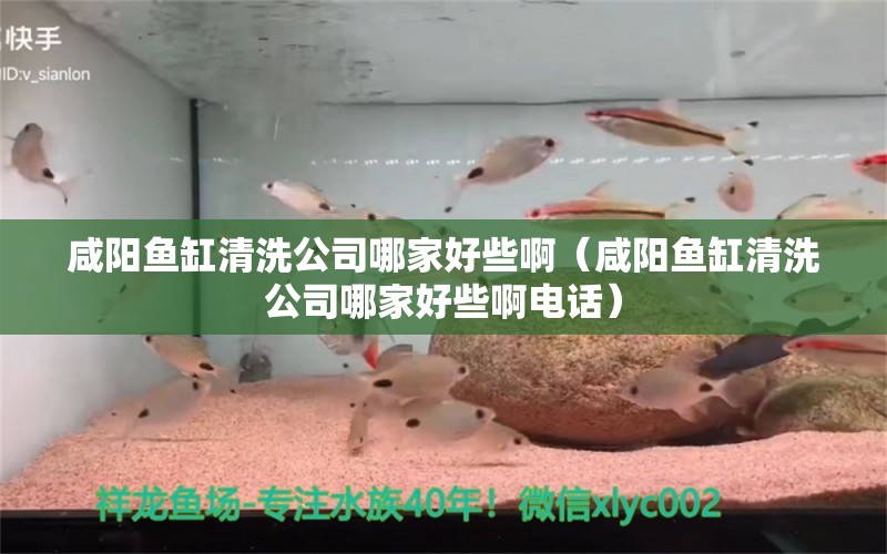 咸陽魚缸清洗公司哪家好些?。ㄏ剃桇~缸清洗公司哪家好些啊電話） 豹紋夫魚苗