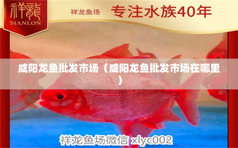 咸陽龍魚批發(fā)市場（咸陽龍魚批發(fā)市場在哪里）