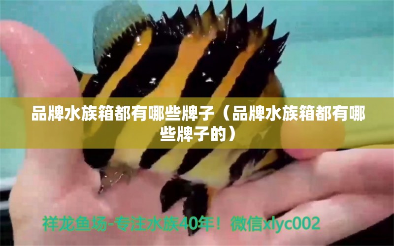 品牌水族箱都有哪些牌子（品牌水族箱都有哪些牌子的） 魚缸/水族箱