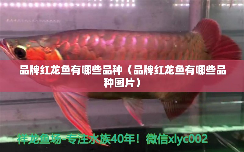 品牌紅龍魚有哪些品種（品牌紅龍魚有哪些品種圖片） 其他品牌魚缸