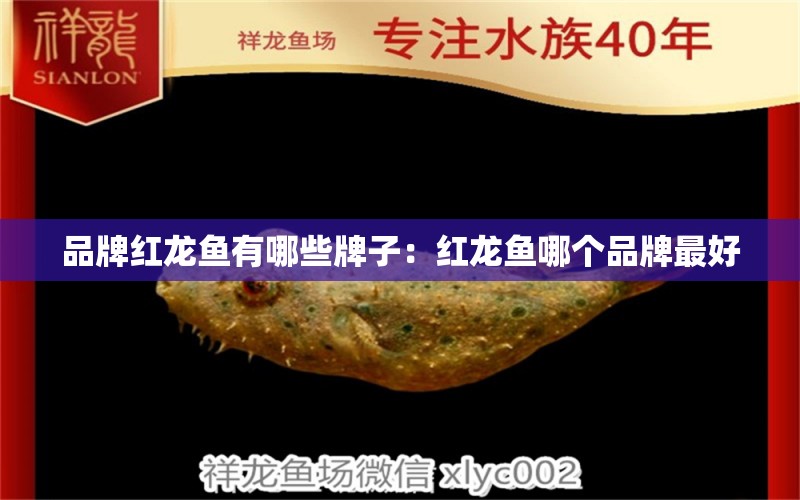 品牌紅龍魚有哪些牌子：紅龍魚哪個品牌最好