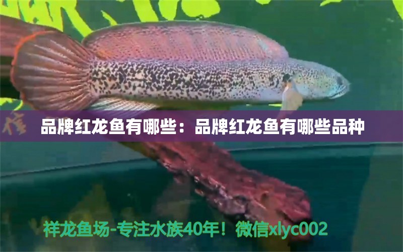 品牌紅龍魚有哪些：品牌紅龍魚有哪些品種