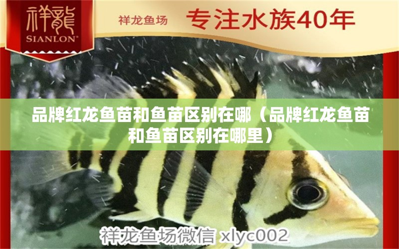 品牌紅龍魚(yú)苗和魚(yú)苗區(qū)別在哪（品牌紅龍魚(yú)苗和魚(yú)苗區(qū)別在哪里）