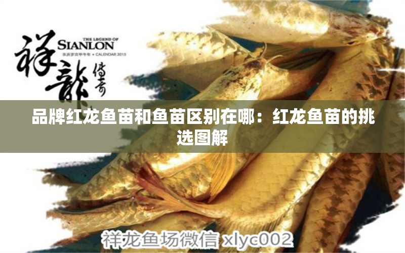 品牌紅龍魚(yú)苗和魚(yú)苗區(qū)別在哪：紅龍魚(yú)苗的挑選圖解 廣州龍魚(yú)批發(fā)市場(chǎng)