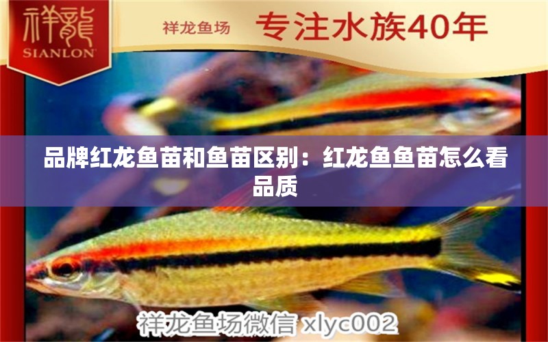 品牌紅龍魚(yú)苗和魚(yú)苗區(qū)別：紅龍魚(yú)魚(yú)苗怎么看品質(zhì)