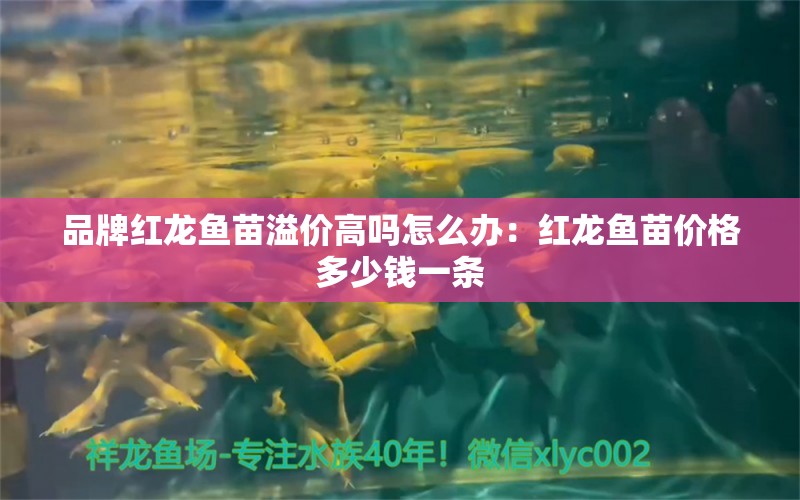 品牌紅龍魚苗溢價高嗎怎么辦：紅龍魚苗價格多少錢一條 廣州龍魚批發(fā)市場