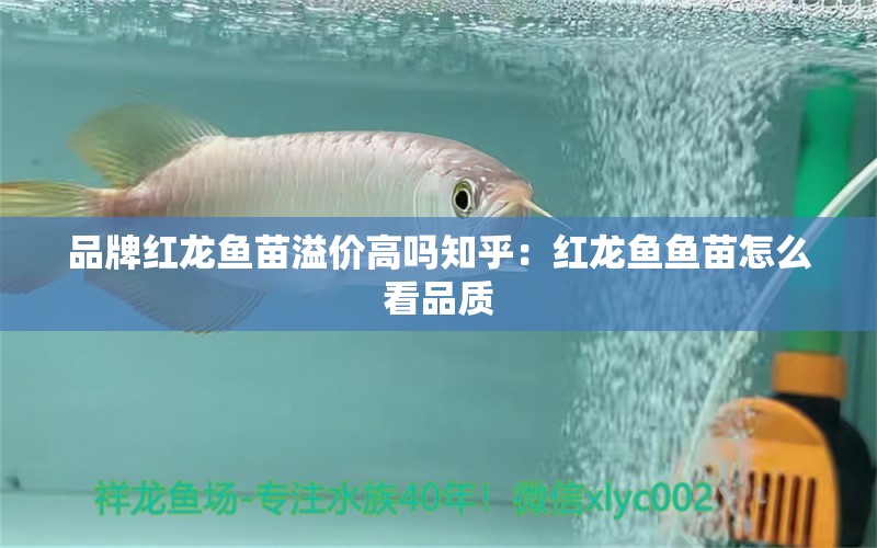 品牌紅龍魚苗溢價高嗎知乎：紅龍魚魚苗怎么看品質(zhì)