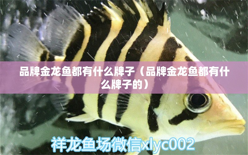 品牌金龍魚(yú)都有什么牌子（品牌金龍魚(yú)都有什么牌子的） 其他品牌魚(yú)缸