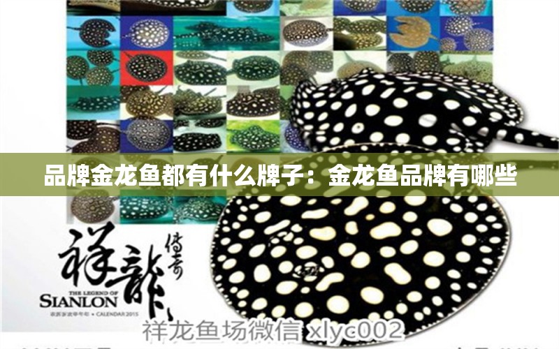 品牌金龍魚都有什么牌子：金龍魚品牌有哪些 廣州龍魚批發(fā)市場