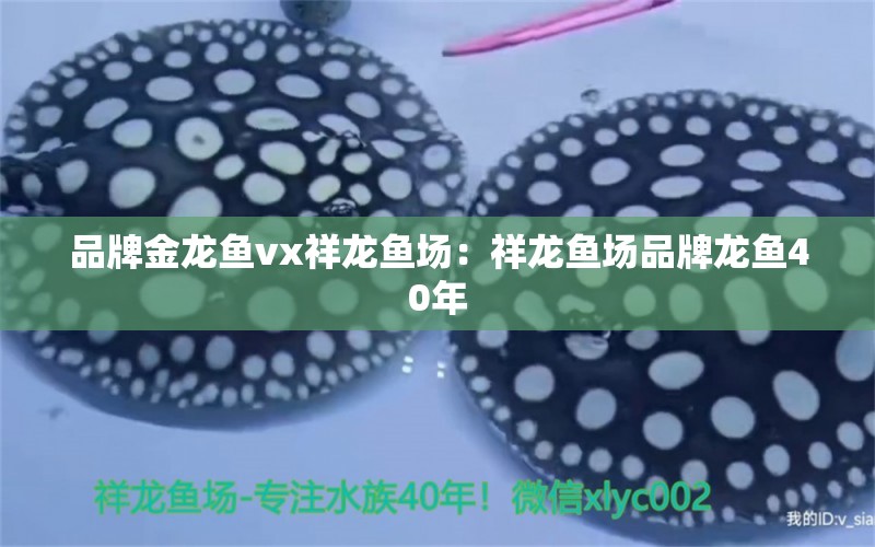 品牌金龍魚vx祥龍魚場(chǎng)：祥龍魚場(chǎng)品牌龍魚40年