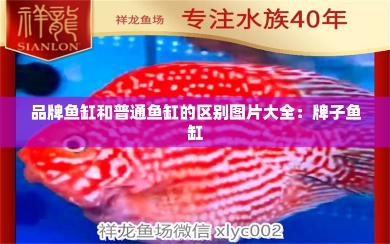 品牌魚缸和普通魚缸的區(qū)別圖片大全：牌子魚缸 廣州龍魚批發(fā)市場