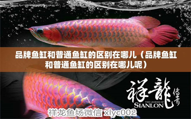 品牌魚缸和普通魚缸的區(qū)別在哪兒（品牌魚缸和普通魚缸的區(qū)別在哪兒呢）