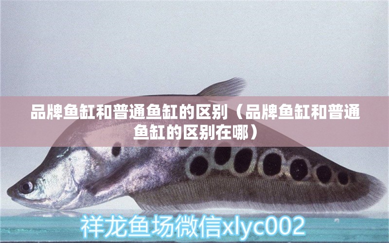 品牌魚缸和普通魚缸的區(qū)別（品牌魚缸和普通魚缸的區(qū)別在哪）