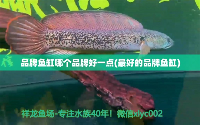 品牌魚缸哪個品牌好一點(最好的品牌魚缸) 水族維護服務(wù)（上門）