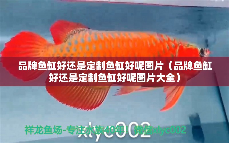 品牌魚(yú)缸好還是定制魚(yú)缸好呢圖片（品牌魚(yú)缸好還是定制魚(yú)缸好呢圖片大全） 紅眼黃化幽靈火箭魚(yú)|皇家火箭魚(yú)