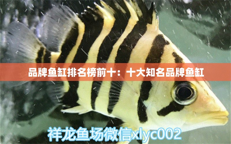 品牌魚缸排名榜前十：十大知名品牌魚缸