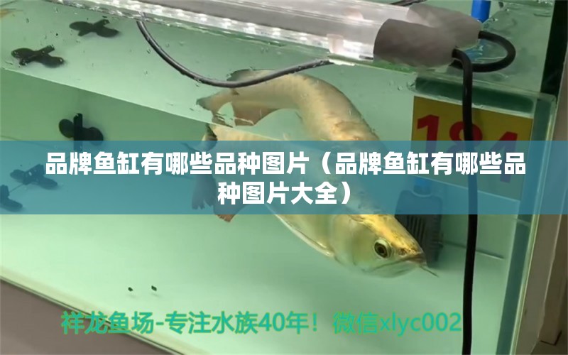 品牌魚缸有哪些品種圖片（品牌魚缸有哪些品種圖片大全） 其他品牌魚缸