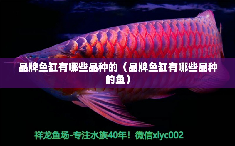 品牌魚缸有哪些品種的（品牌魚缸有哪些品種的魚）