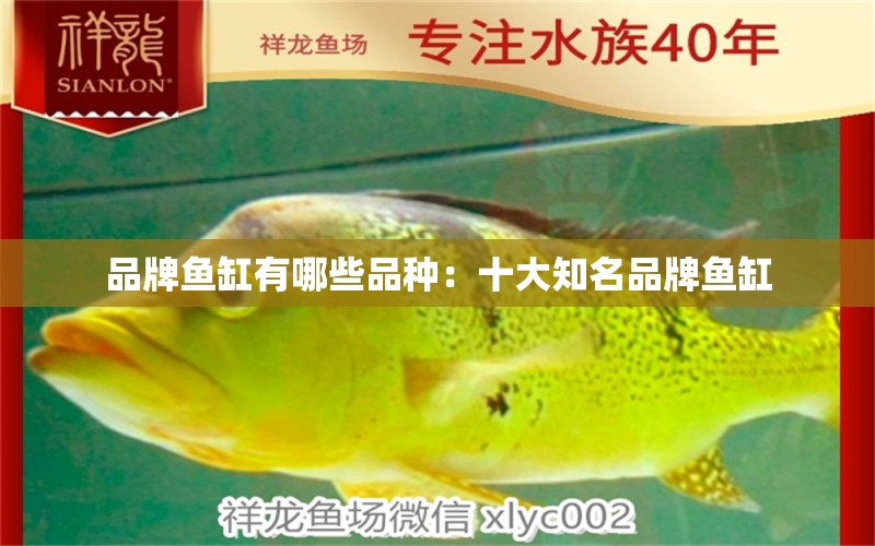 品牌魚缸有哪些品種：十大知名品牌魚缸